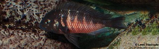 Tropheus 'Red Belly'.jpg