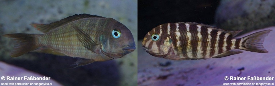 Tropheus annectens 'Bilila (Kavala) Island'<br><font color=gray>Tropheus Kongole</font>