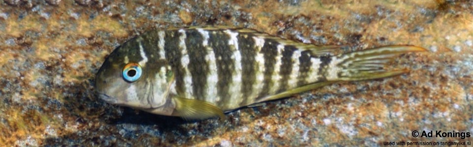 Tropheus annectens 'Katenga'