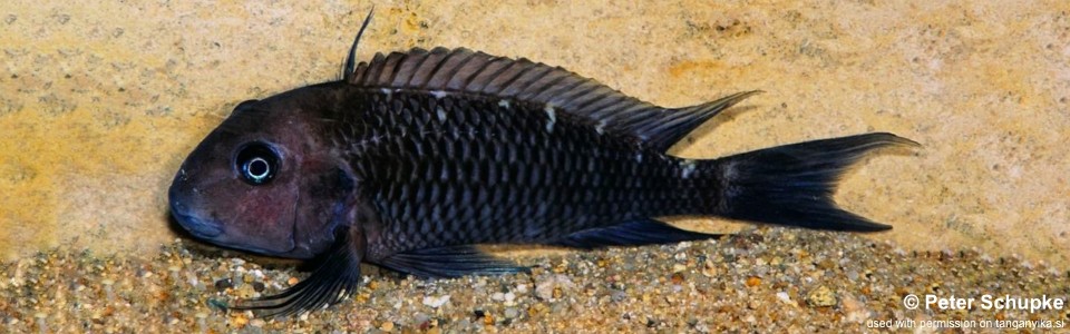 Tropheus annectens 'Kyeso'