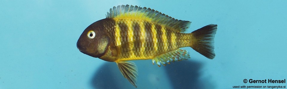 Tropheus brichardi 'Bulombora'