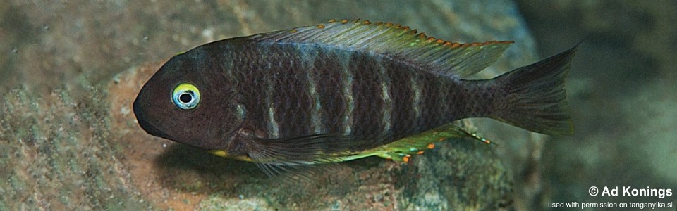 Tropheus brichardi 'Cape Bangwe'