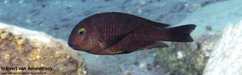 Tropheus brichardi 'Gombe NP'