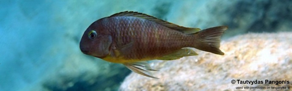 Tropheus brichardi 'Jakobsen's Beach'