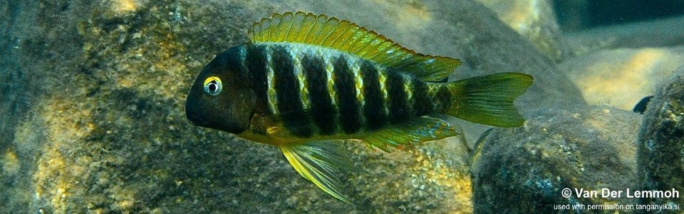 Tropheus brichardi 'Katonga'