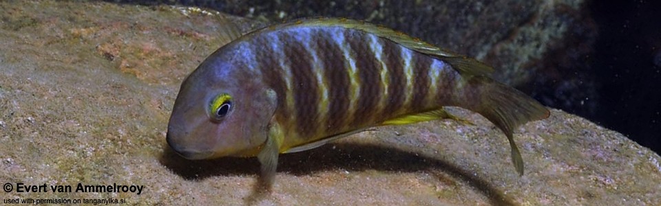 Tropheus brichardi 'Kigoma'