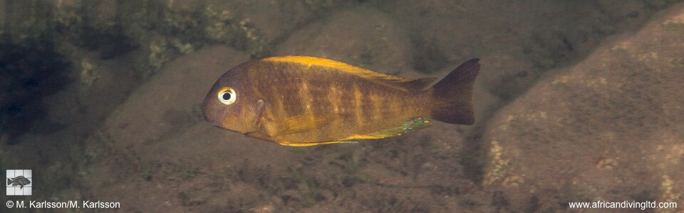 Tropheus brichardi 'Moyobozi'! (North)