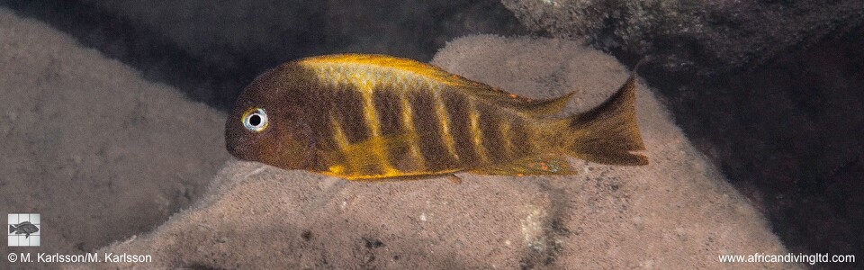 Tropheus brichardi 'Moyobozi'! (South)