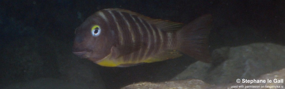 Tropheus brichardi 'Mzungu Beach'