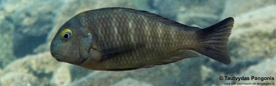 Tropheus brichardi 'Nondwa Point'