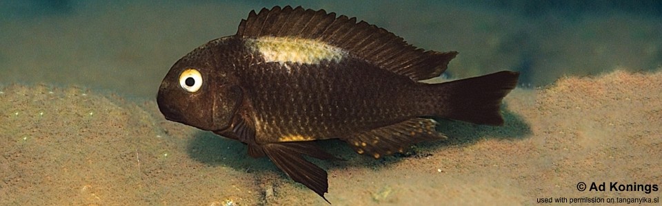 Tropheus brichardi 'Nyanza-Lac'<br><font color=gray>Chocolate Moorii</font> 