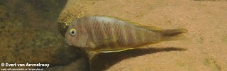 Tropheus brichardi 'North of Kigoma'.jpg