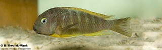 Tropheus brichardi 'Ujiji'.jpg