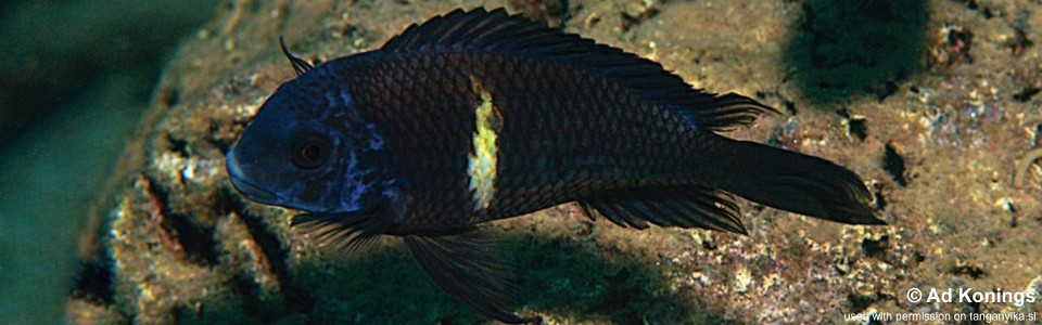 Tropheus duboisi 'Bemba'