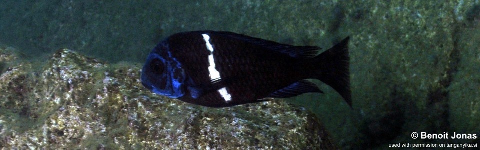 Tropheus duboisi 'Bulu Point'