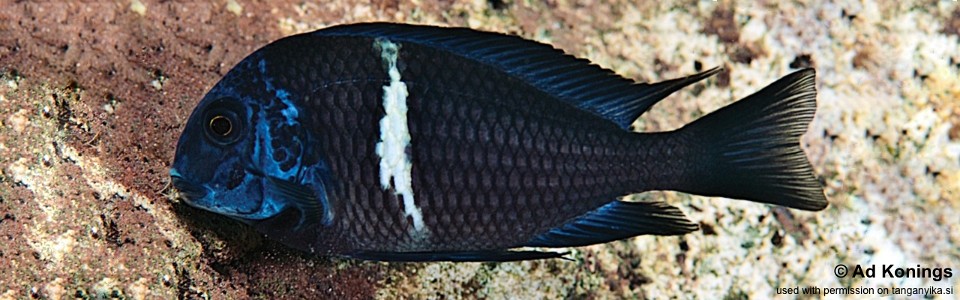 Tropheus duboisi 'Cape Bangwe'