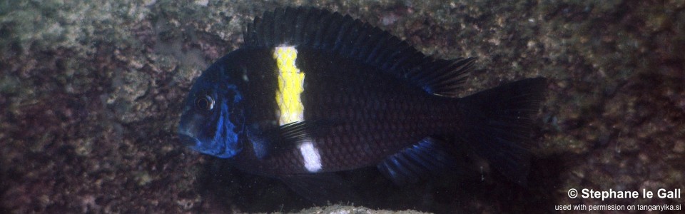 Tropheus duboisi 'Cape Kabogo'<br><font color=gray>Maswa duboisi</font> 