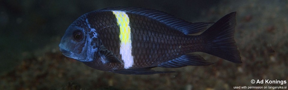 Tropheus duboisi 'Ifala'