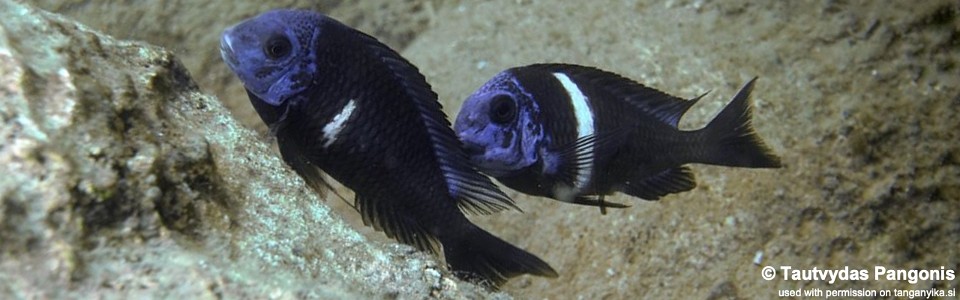 Tropheus duboisi 'Jakobsen's Beach'