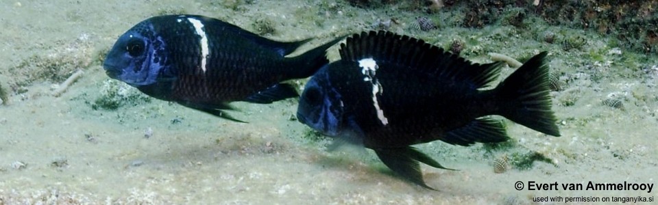 Tropheus duboisi 'Karilani Island'