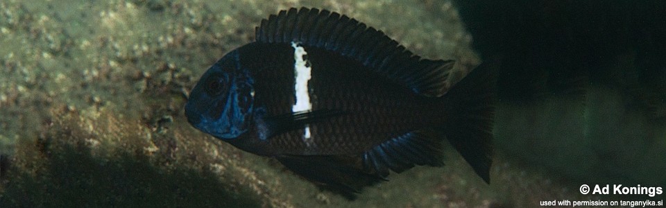 Tropheus duboisi 'Katumbi Point'