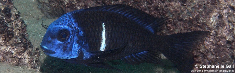 Tropheus duboisi 'Kigoma'