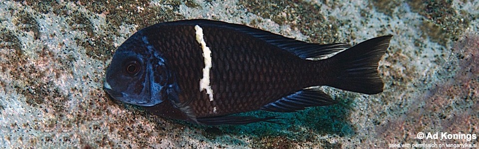 Tropheus duboisi 'Luagala Point'