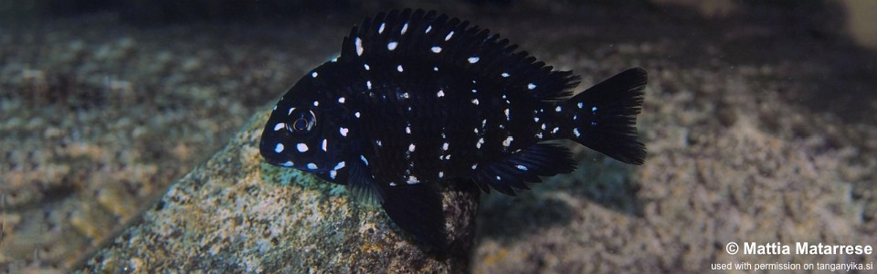 Tropheus duboisi 'Lufungu Bay'