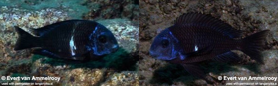Tropheus duboisi 'Mahale Mountains NP'