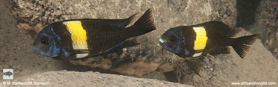 Tropheus duboisi 'Maswa Point' - Maswa Point duboisi