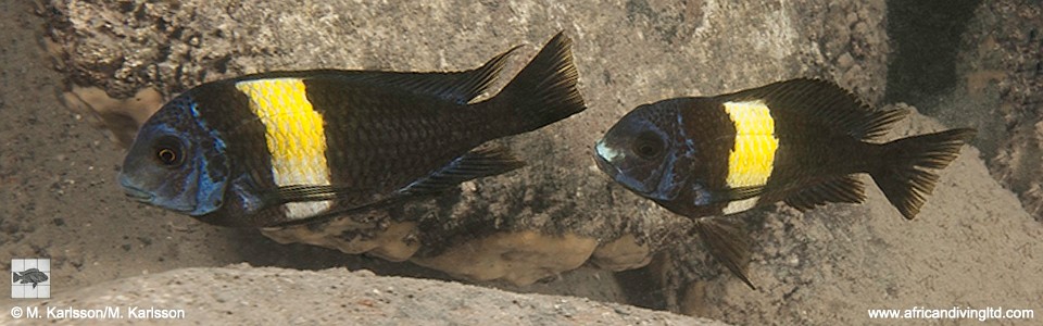 Tropheus duboisi 'Maswa'<br><font color=gray>Maswa duboisi</font> 