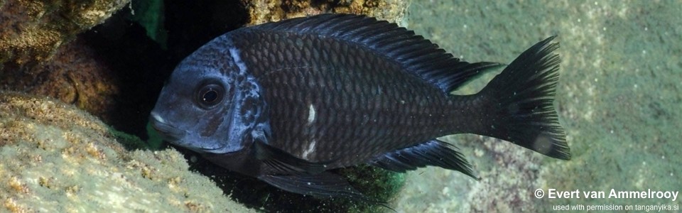 Tropheus duboisi 'Miyako Point'