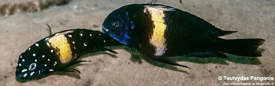 Tropheus duboisi 'Mkuyu Point' - Maswa duboisi