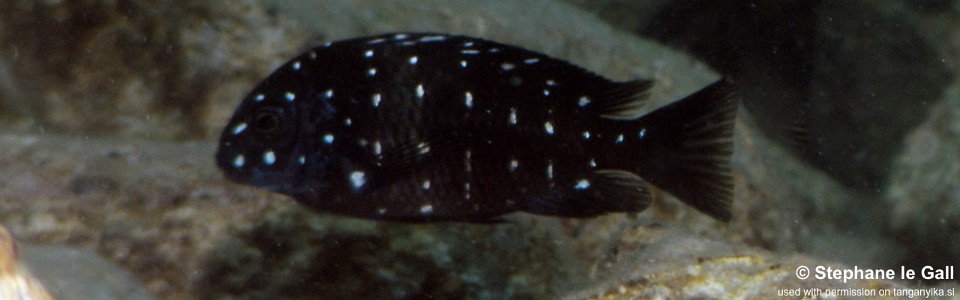 Tropheus duboisi 'Mzungu Beach'