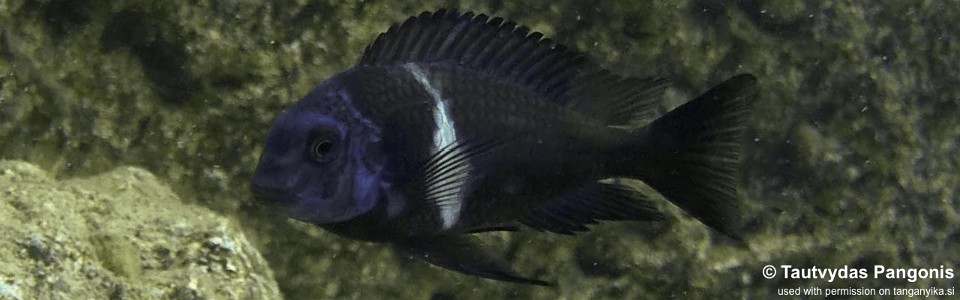 Tropheus duboisi 'Nondwa Point'