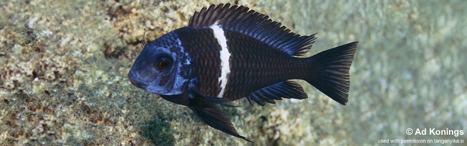 Tropheus duboisi 'Pasagulu Point'