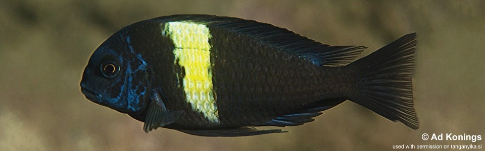 Tropheus duboisi 'Segunga'<br><font color=gray>Maswa duboisi</font> 