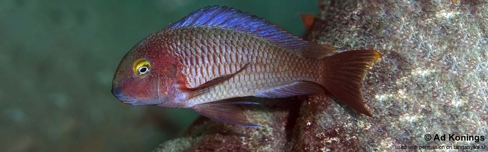 Tropheus moorii 'Cape Chaitika'<br><font color=gray>Blue Rainbow</font> 