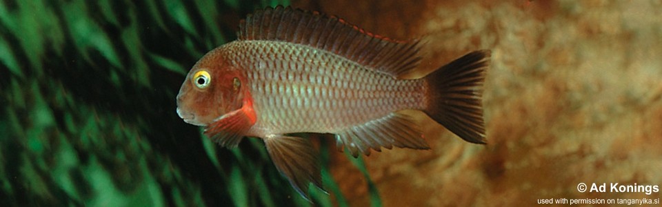 Tropheus moorii 'Cape Chikutula' (Lufubu)<br><font color=gray>Purple Rainbow</font> 