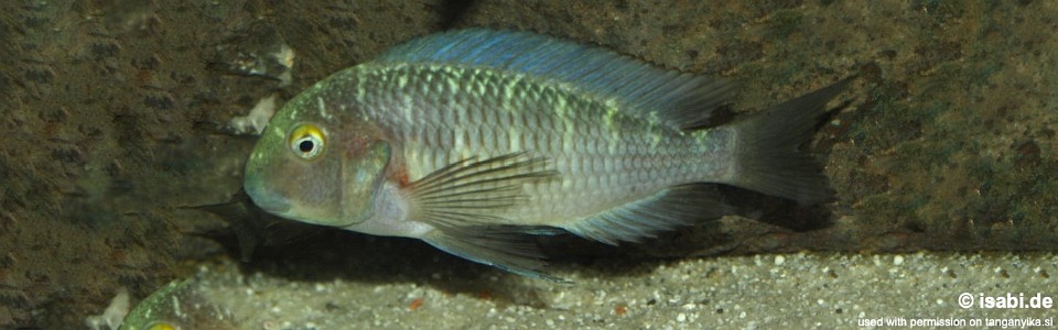 Tropheus moorii 'Cape Kaku'