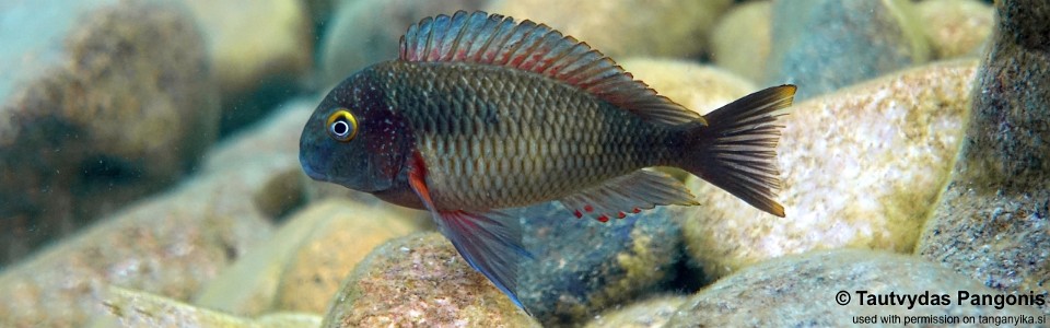 Tropheus moorii 'Cape Kapembwa'