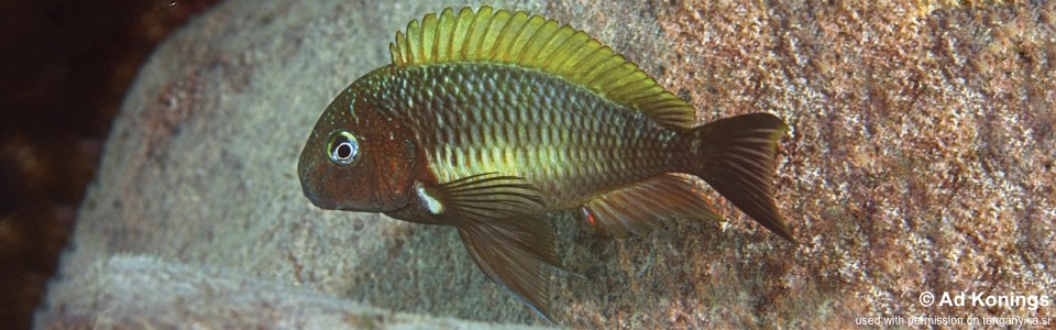 Tropheus moorii 'Cape Nambeyeye' (Kabeyeye)<br><font color=gray>Yellow Rainbow</font> 