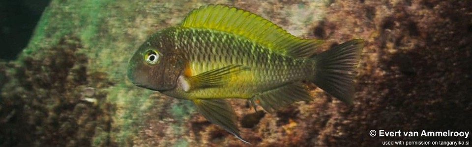 Tropheus moorii 'Cape Nangu'<br><font color=gray>Yellow Rainbow</font> 