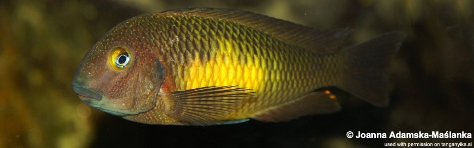 Tropheus moorii 'Chikonde' (Mutondwe Island)<br><font color=gray>Lemon spot Moorii</font>