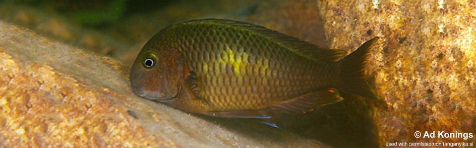 Tropheus moorii 'Chituta Bay'