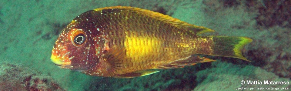 Tropheus moorii 'Isanga Bay' Kushangaza<br><font color=gray>Golden Kalambo</font>