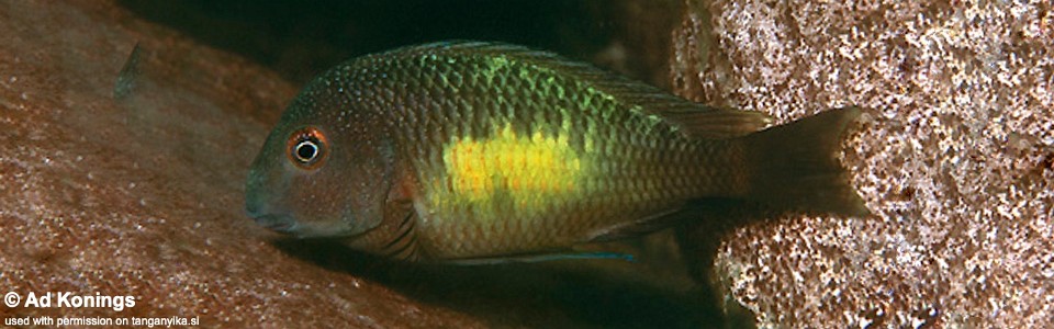 Tropheus moorii 'Isanga Bay'<br><font color=gray>Chisanza Moorii</font>