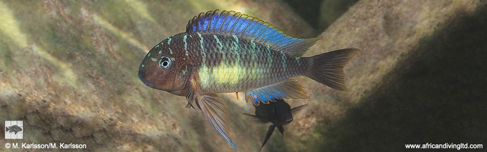 Tropheus moorii 'Izinga Island'