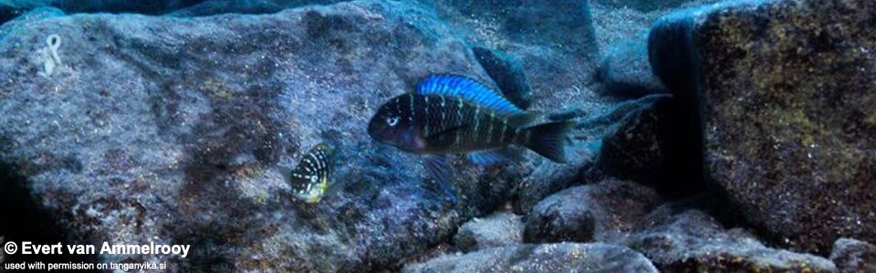 Tropheus moorii 'Kala Bay'