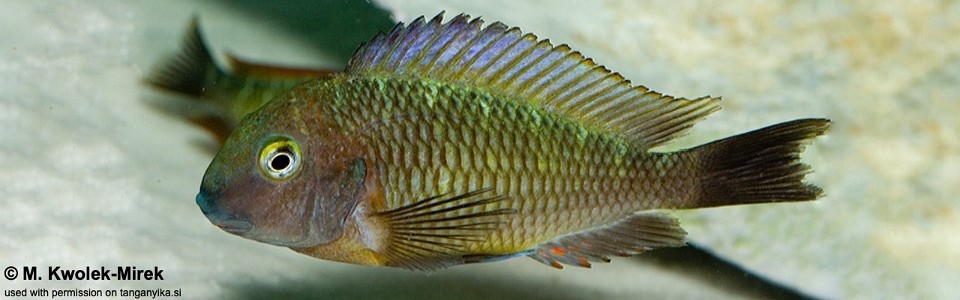 Tropheus moorii 'Kala Island'